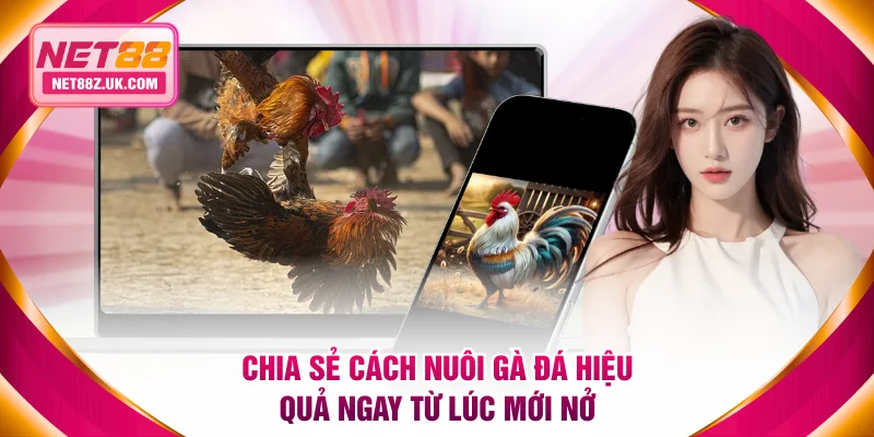 Chia sẻ cách nuôi gà đá hiệu quả ngay từ lúc mới nở