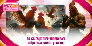 Đá gà trực tiếp Thomo 24/7