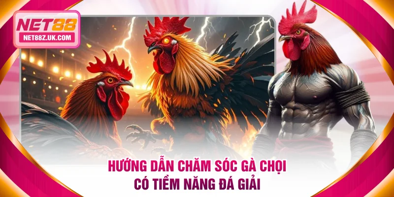 Hướng dẫn chăm sóc gà chọi có tiềm năng đá giải