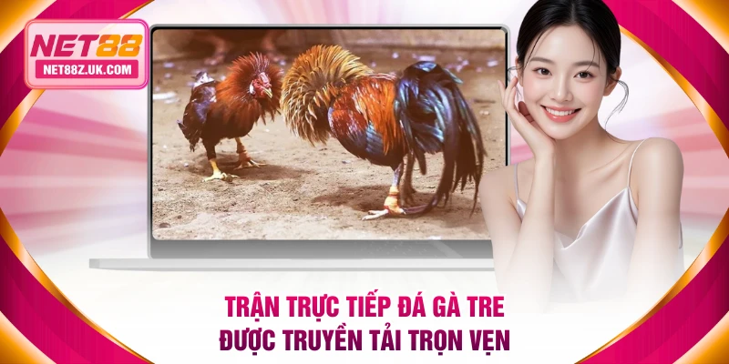 Trận trực tiếp đá gà tre được truyền tải trọn vẹn