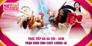Trực tiếp đá gà tre